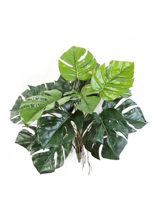 Split Philo Deliciosa X 15 - 60Cm