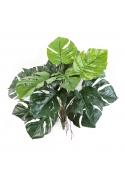 Split Philo Deliciosa X 15 - 60Cm