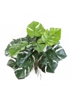Split Philo Deliciosa X 15 - 60Cm
