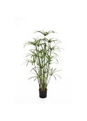 Papyrus Royal Pianta Con Vaso - 125Cm