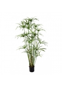 Papyrus Royal Pianta Con Vaso - 155Cm