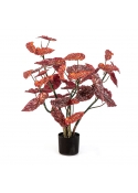 Potted Begonia Macula - 70Cm