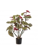 Potted Begonia Macula - 92Cm