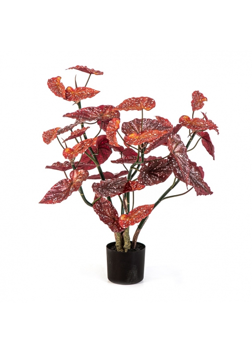 Potted Begonia Macula - 92Cm
