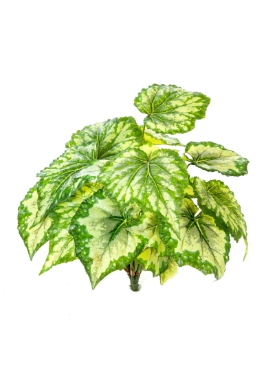 Begonia Wax Cespuglio X 7 Verde - 34Cm
