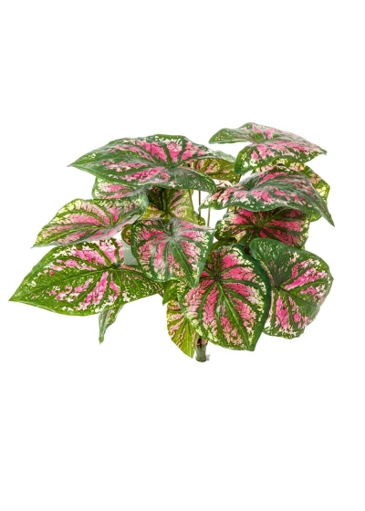 Caladium Cespuglio X 7 Pink - 34Cm