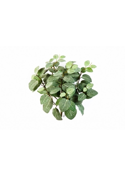 Fittonia Cespuglio X 9