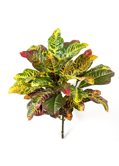 Croton Foglia Cespuglio X 30 Lvs - 40Cm