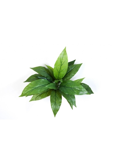 Cordyline Verde - 30Cm