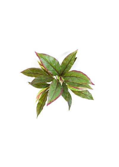 Cordyline Verde/Rosso - 30Cm