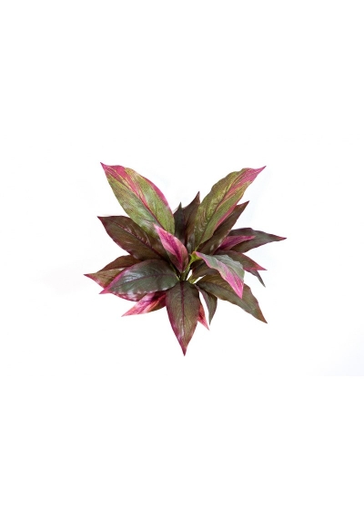 Cordyline Rosso/Verde - 30Cm