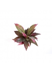 Cordyline Rosso/Verde - 30Cm