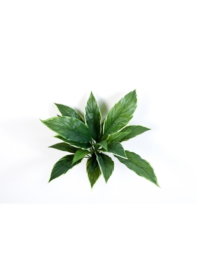 Cordyline Variegata - 30Cm