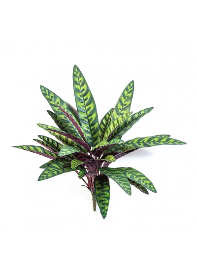 Calathea Peacock Pianta X 35 - 40Cm