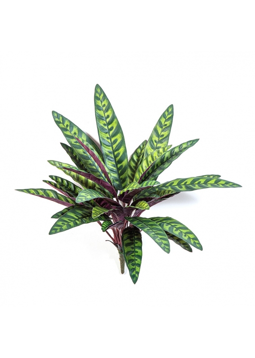 Calathea Peacock Pianta X 35 - 40Cm