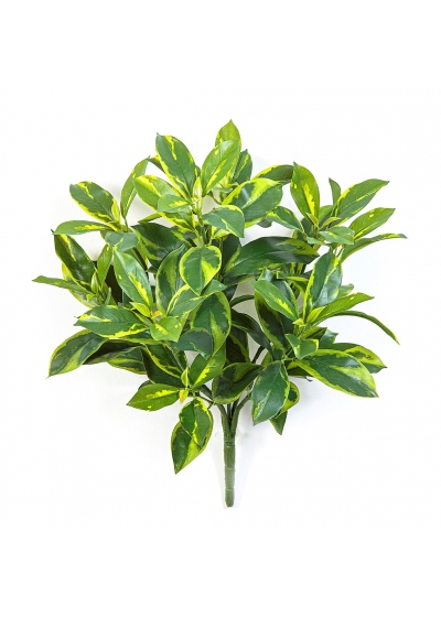 Fagraea Ceilanica Cespuglio - 44Cm