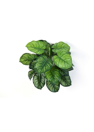 Calathea Cespuglio X 22 - 45Cm