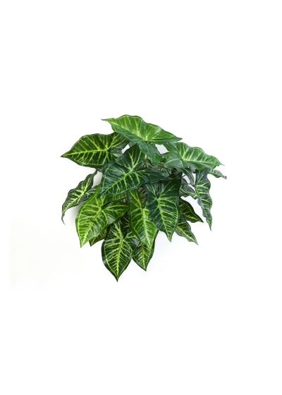 Philo Cespuglio X 27 - 45Cm