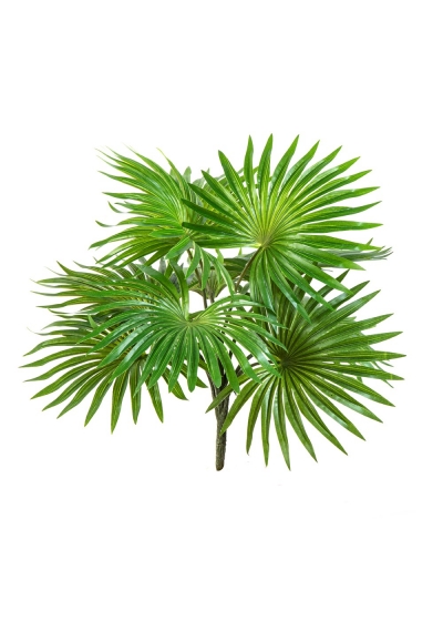 Fan Palm Cespuglio X 10 Lvs - 35Cm