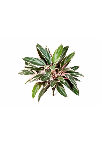 Cordyline Cespuglio X 36 - 48Cm