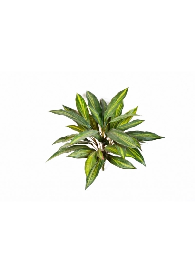 Dracaena Cespuglio X 36 - 48Cm