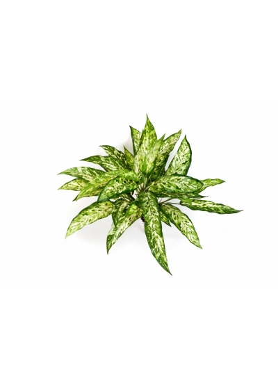 Aglaonema Cespuglio X 36 - 48Cm