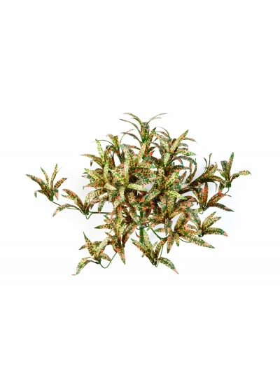 Rosso Pointed Spider Cespuglio - 35Cm