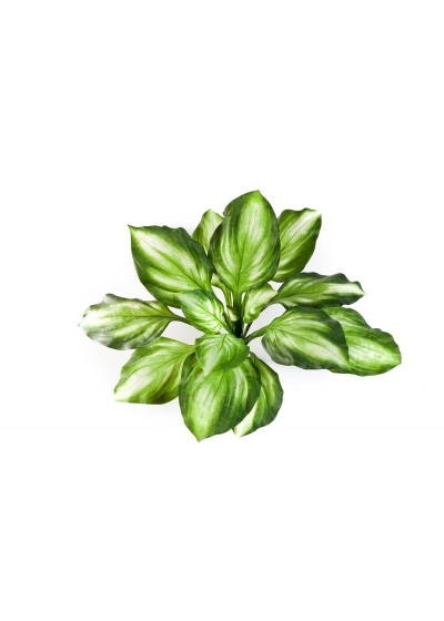 Hosta Cespuglio Verde/Giallo - 55Cm