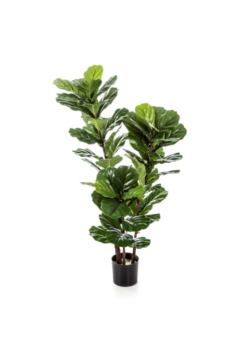 Ficus Lyrata Tree X 3 - 90Cm