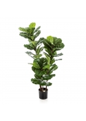 Ficus Lyrata Tree X 3 - 90Cm