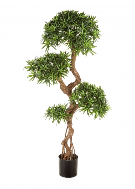Podocarpus On Crazy Trun - 135Cm