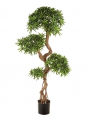 Podocarpus On Crazy Trun - 135Cm