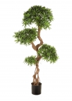 Podocarpus On Crazy Trun - 135Cm