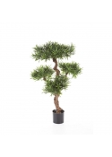 Podocarpus Mountain Tree - 110Cm