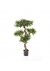 Podocarpus Mountain Tree - 110Cm