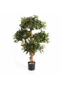 Pittosporum Mountain Tre - 120Cm
