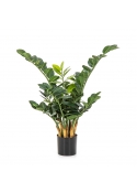 Zamio Smaragd Zamio Pianta - 66Cm