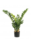 Zamio Smaragd Pianta - 90Cm