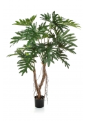 Philodendron Root Tr - 140Cm
