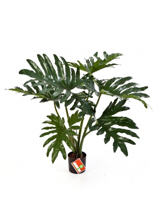 Philodendron Cespuglio X 6 - 60Cm