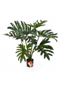 Philodendron Cespuglio X 6 - 60Cm