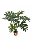 Philodendron Cespuglio X 6 - 60Cm