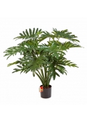 Philodendron Cespuglio X 20 - 90Cm