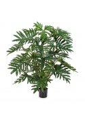 Philodendron Cespuglio X 30 - 125Cm