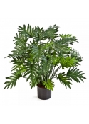 Philodendron Selloum - 75Cm