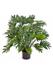 Philodendron Selloum - 75Cm
