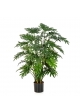 Philodendron Selloum - 100Cm