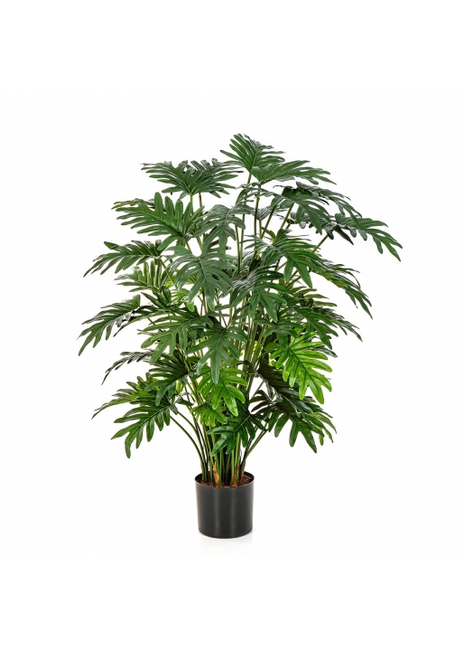 Philodendron Selloum - 100Cm