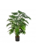 Philodendron Selloum - 100Cm