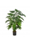 Philodendron Selloum - 100Cm